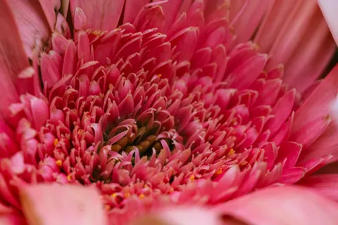 Fondo de pantalla Macro de flor 4K · flowers · 3840×2560