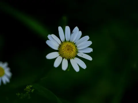 Blumen-Makro 4K Hintergrundbild · flowers · 3840×2880