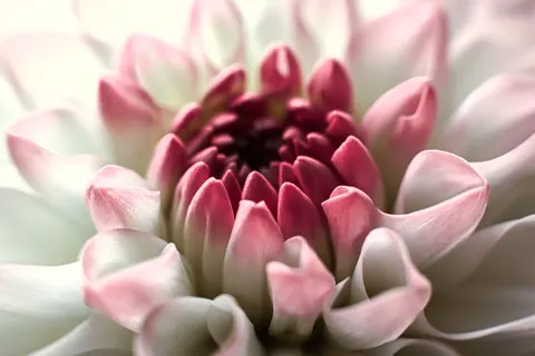 Blumen-Makro 4K Hintergrundbild · flowers · 3840×2560