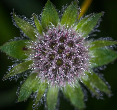 Fond d'écran Macro de fleur 4K · flowers · 3840×3617