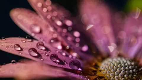 خلفية ماكرو الزهور بدقة 4K · flowers · 3840×2160