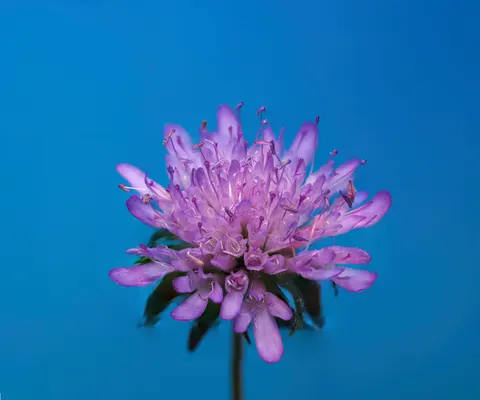 花のマクロ 4K壁紙 · flowers · 3840×3199