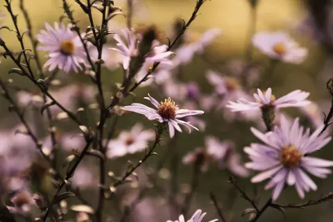 花卉微距 4K壁纸 · flowers · 3840×2560