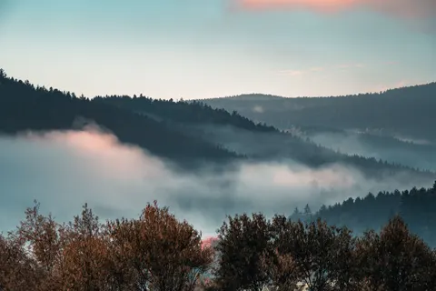 Foggy Forest 4K Wallpaper · nature · 3840×2560