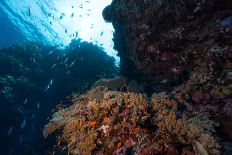 मूंगा चट्टान 4K वॉलपेपर · ocean · 3840×2560