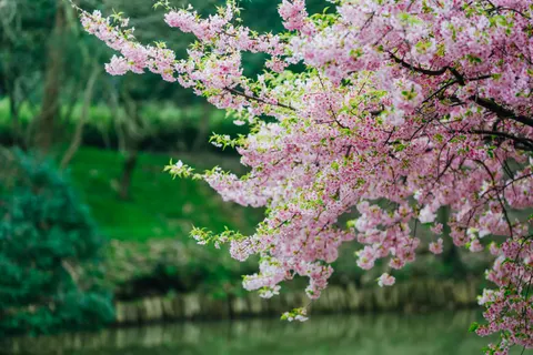 خلفية أزهار الكرز بدقة 4K · nature · 3840×2561