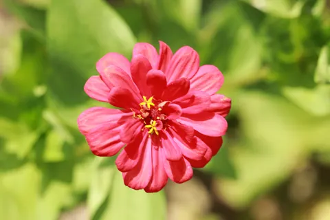 Blumen-Makro 4K Hintergrundbild · flowers · 3840×2560