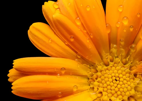 Blumen-Makro 4K Hintergrundbild · flowers · 3840×2723