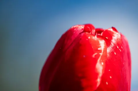 꽃 접사 4K 배경화면 · flowers · 3840×2555