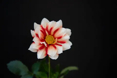 花卉微距 4K壁纸 · flowers · 3840×2560