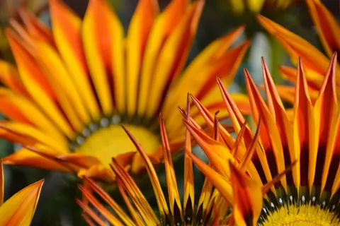 Blumen-Makro 4K Hintergrundbild · flowers · 3840×2560
