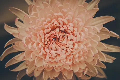 花卉微距 4K壁纸 · flowers · 3840×2560