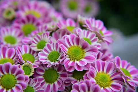 خلفية ماكرو الزهور بدقة 4K · flowers · 3840×2560