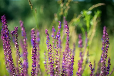Lavendelfeld 4K Hintergrundbild · flowers · 3840×2563