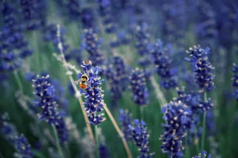라벤더 밭 4K 배경화면 · flowers · 3840×2555
