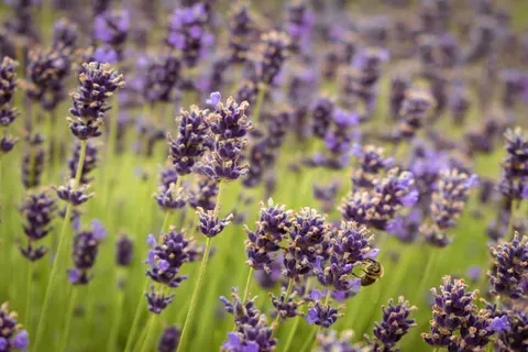 Lavendelfeld 4K Hintergrundbild · flowers · 3840×2560