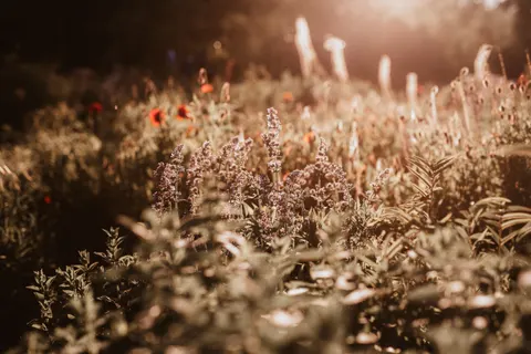 라벤더 밭 4K 배경화면 · flowers · 3840×2563