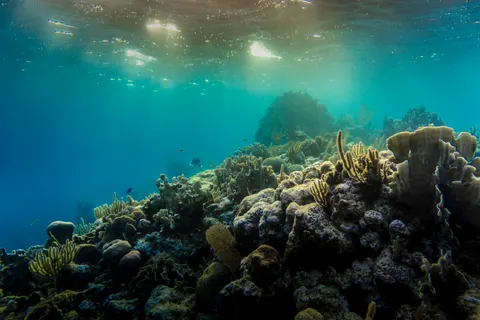 मूंगा चट्टान 4K वॉलपेपर · ocean · 3840×2560