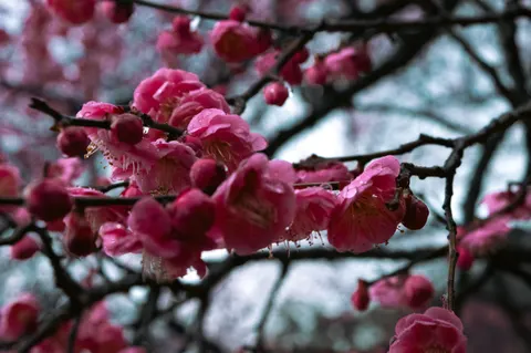 Fond d'écran Fleur de cerisier 4K · nature · 3840×2553