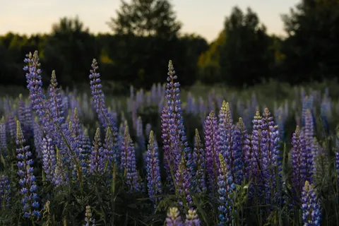 라벤더 밭 4K 배경화면 · flowers · 3840×2560
