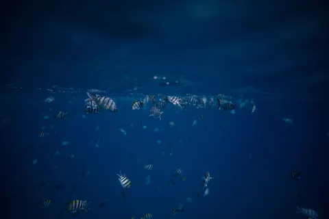 Обои Глубокий синий 4K · underwater · 3840×2556