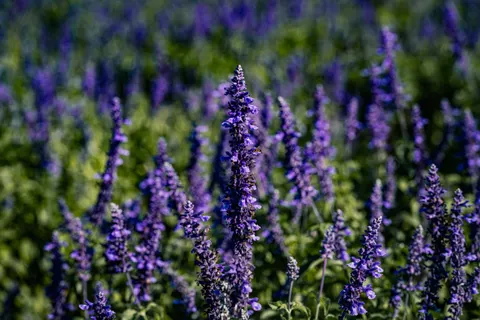 Lavendelfeld 4K Hintergrundbild · flowers · 3840×2560