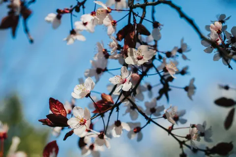 Fond d'écran Fleur de cerisier 4K · nature · 3840×2560