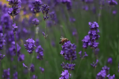라벤더 밭 4K 배경화면 · flowers · 3840×2560
