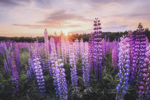 Fond d'écran Champ de lavande 4K · flowers · 3840×2560