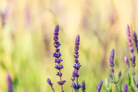 薰衣草田 4K壁纸 · flowers · 3840×2560
