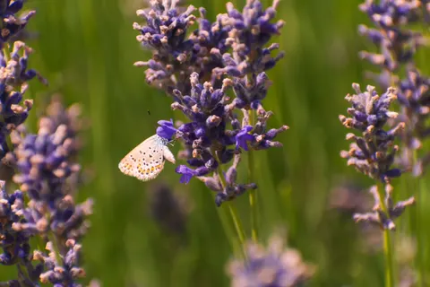 Обои Лавандовое поле 4K · flowers · 3840×2560