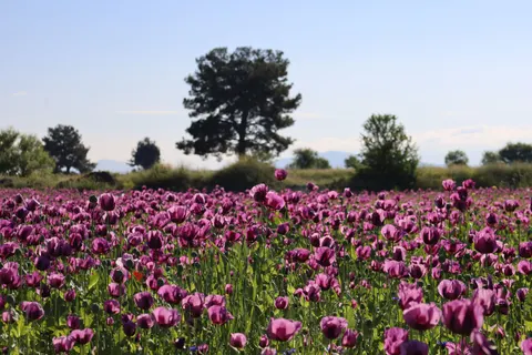 Fond d'écran Champ de lavande 4K · flowers · 3840×2560