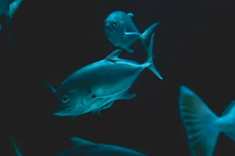 Обои Глубокий синий 4K · underwater · 3840×2561