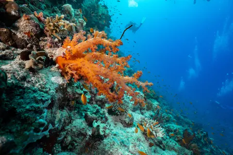 珊瑚礁 4K桌布 · ocean · 3840×2560