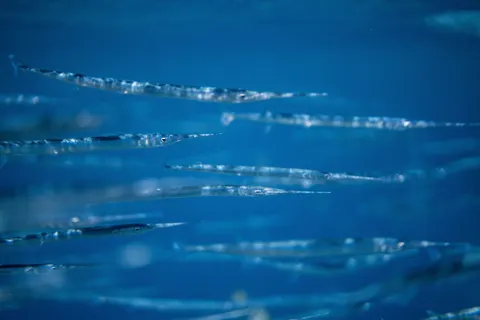 गहरा नीला 4K वॉलपेपर · underwater · 3840×2561