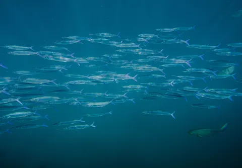 Deep Blue 4K Wallpaper · underwater · 3840×2670