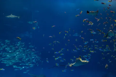 Fond d'écran Bleu profond 4K · underwater · 3840×2561