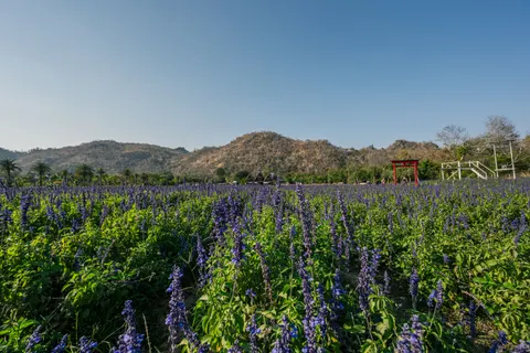 라벤더 밭 4K 배경화면 · flowers · 3840×2560