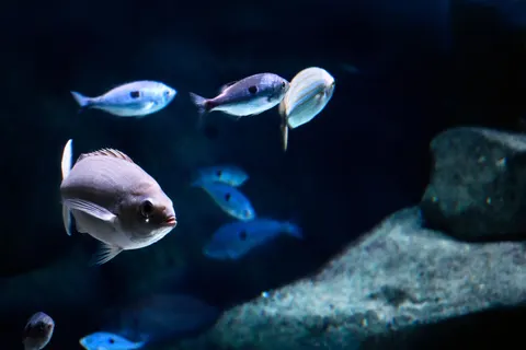 गहरा नीला 4K वॉलपेपर · underwater · 3840×2560