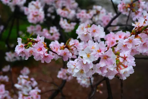 Kirschblüte 4K Hintergrundbild · nature · 3840×2560