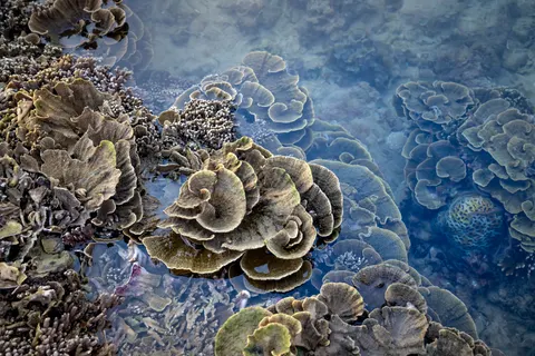 Wallpaper Terumbu Karang 4K · ocean · 3840×2561