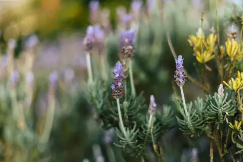 Обои Лавандовое поле 4K · flowers · 3840×2560
