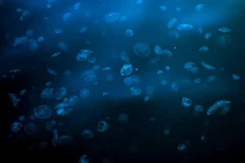 Deep Blue 4K Wallpaper · underwater · 3840×2560
