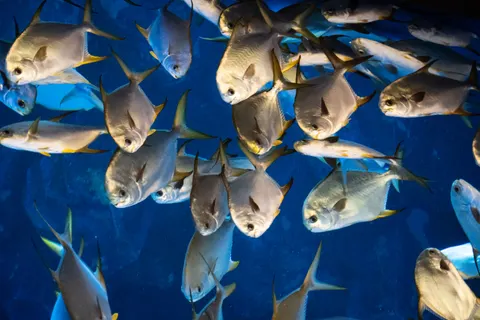 Обои Глубокий синий 4K · underwater · 3840×2560