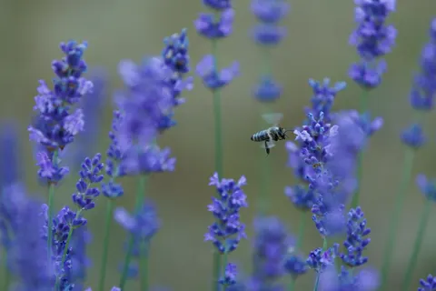 خلفية حقل الخزامى بدقة 4K · flowers · 3840×2560