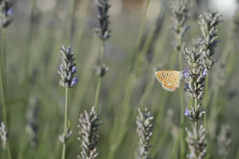 Fond d'écran Champ de lavande 4K · flowers · 3840×2553