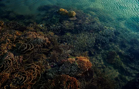 خلفية الشعاب المرجانية بدقة 4K · ocean · 3840×2475