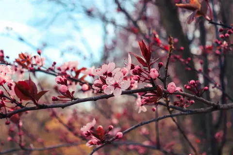 樱花 4K壁纸 · nature · 3840×2560