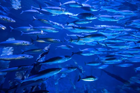 Deep Blue 4K Wallpaper · underwater · 3840×2560