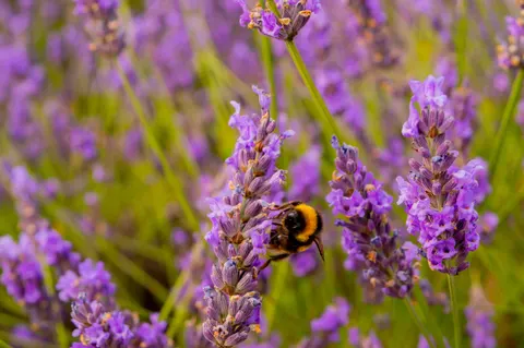 Lavendelfeld 4K Hintergrundbild · flowers · 3840×2553